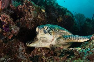 Green turtle image example