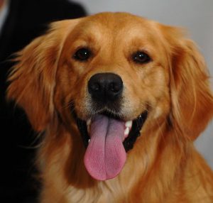 Cropped image of a dog example