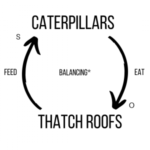 A circular loop showing caterpillars with an arrow to thatch roofs. This arrow is marked with an opposite. Then there is an arrow from thatch roofs to caterpillars. It is marked with an s. The centre says Balancing