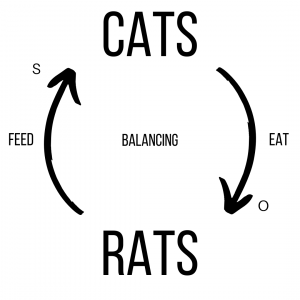 A circular loop showing cats with an arrow to rats with an arrow to cats. The first arrow is marked with an "o", the second with an "s". In the centre is a B