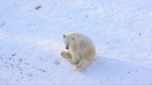 A polar bear sitting in the middle of some snow